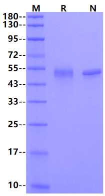Pleiotrophin/PTN Fc Chimera Protein, Mouse