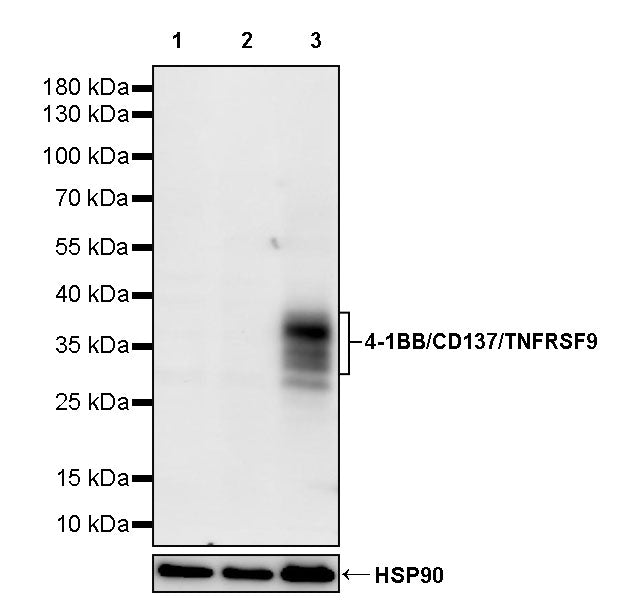 4-1BB/CD137/TNFRSF9 Recombinant Rabbit mAb (S-4989)
