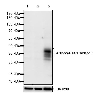 4-1BB/CD137/TNFRSF9 Recombinant Rabbit mAb (S-4989)