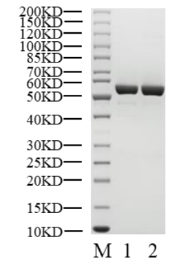 MER(A708S) GST&His Tag Protein, Human