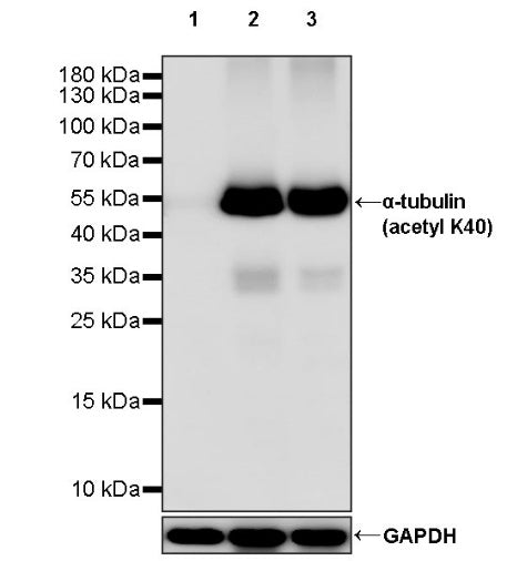 α-tubulin (acetyl K40) Recombinant Rabbit mAb (S-1536-100)