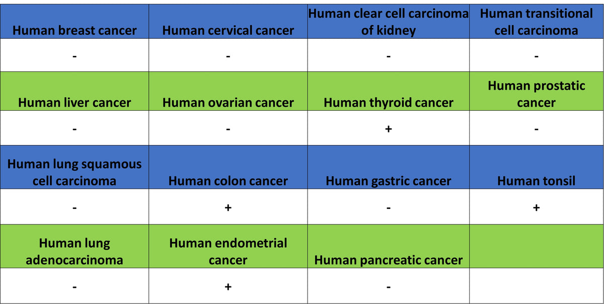 IL-33 Recombinant Rabbit mAb (S-1700-223)