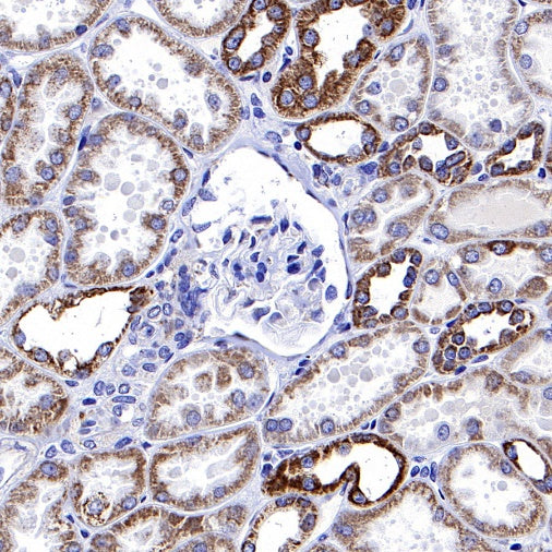 COX IV Rabbit polyclonal antibody