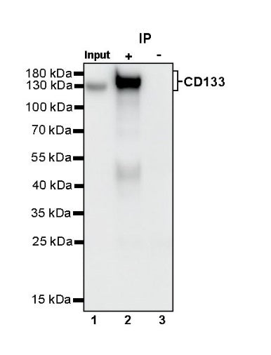 CD133 Recombinant Rabbit mAb(SDT-1295-22)