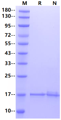 IL-16(121aa) Protein, Human