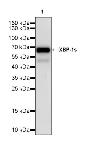 XBP-1s Recombinant Rabbit mAb (S-2341-53)