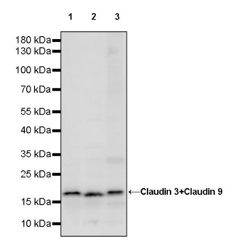 Claudin 3+Claudin 9 Recombinant Rabbit mAb (SDT-1452-80)