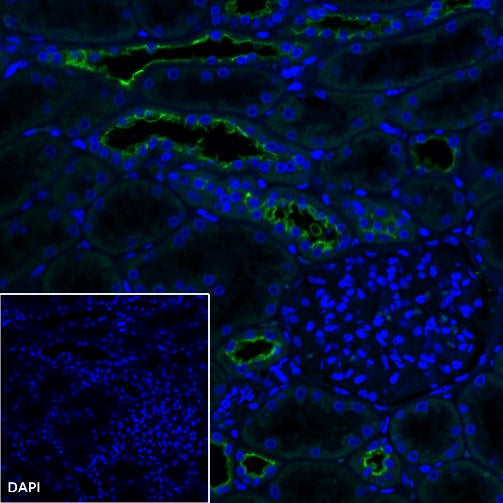 Goat Anti-Mouse IgG (H+L) (min X Hu, Bov Sr Prot), F(ab')2 Fragment (Alexa Fluor® 488 Conjugate)