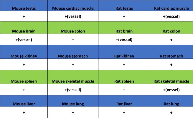 Jagged1 Recombinant Rabbit mAb (S-3296)