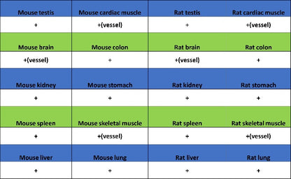 Jagged1 Recombinant Rabbit mAb (S-3296)