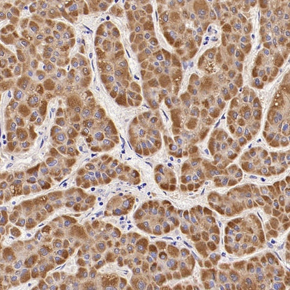 FDX1 Recombinant Rabbit mAb (S-3587-58)