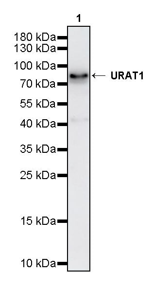 URAT1 Recombinant Rabbit mAb