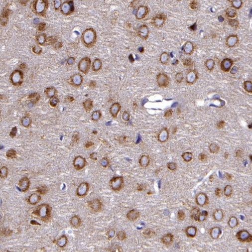 eIF3B Rabbit polyclonal antibody