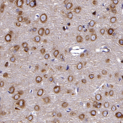 eIF3B Rabbit polyclonal antibody
