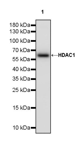 HDAC1 Recombinant Rabbit mAb (HRP Conjugate) (SDT-310-72)