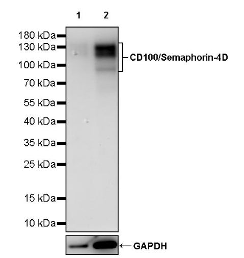 CD100/Semaphorin-4D Recombinant Rabbit mAb (S-3651-16)