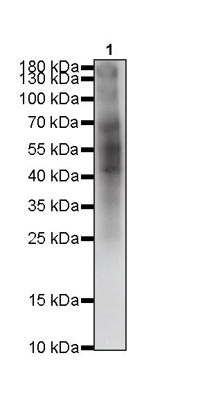 S-RMabMix™ Pyruvyl Lysine Rabbit mAb