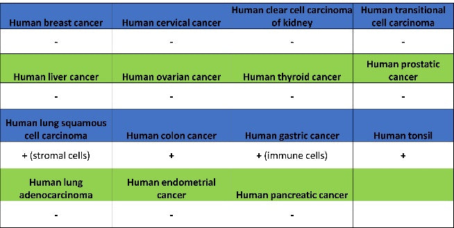 Calbindin Recombinant Rabbit mAb (S-774-378)