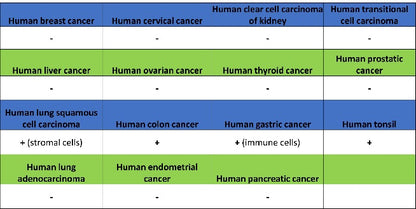 Calbindin Recombinant Rabbit mAb (S-774-378)