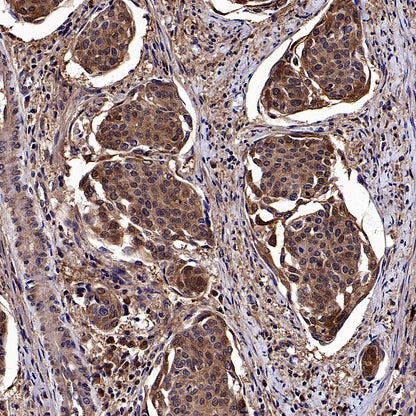 Phospho-eIF4E (Ser209) Recombinant Rabbit mAb (S-2652-195)