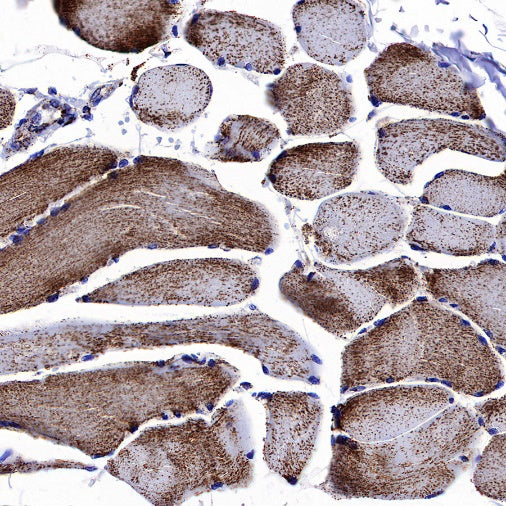 ATP5A Rabbit Polyclonal Antibody
