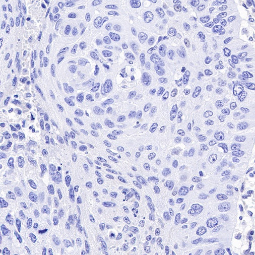 p27 Recombinant Rabbit mAb (SDT-R350)