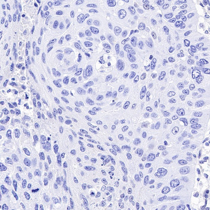 p27 Recombinant Rabbit mAb (SDT-R350)