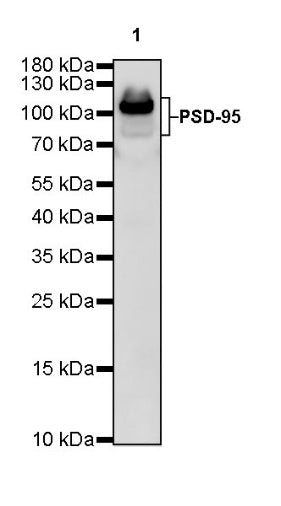 PSD-95 Recombinant Rabbit mAb (S-R311)