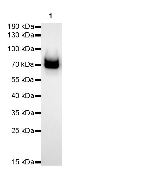 FUBP1 Recombinant Rabbit mAb (SDT-R060)