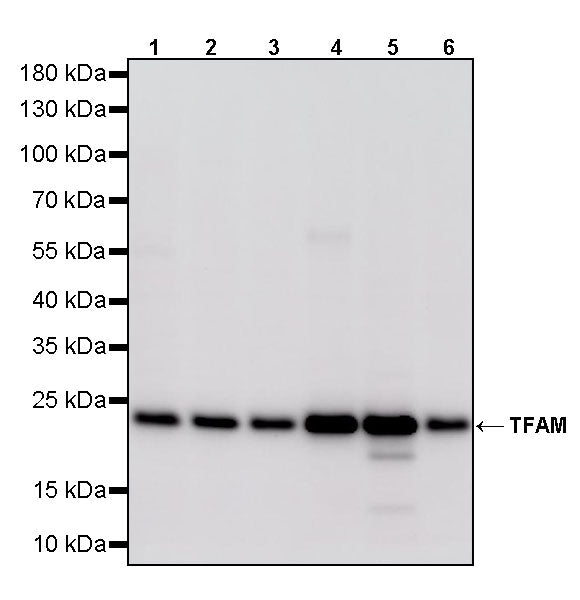TFAM Recombinant Rabbit mAb