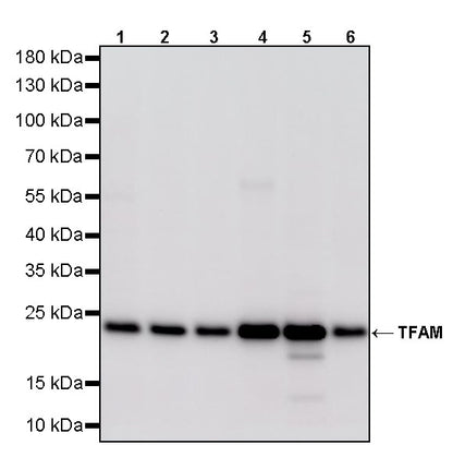 TFAM Recombinant Rabbit mAb