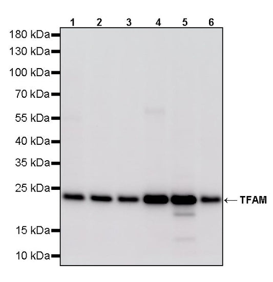 TFAM Recombinant Rabbit mAb
