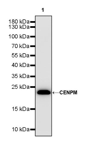 CENPM Recombinant Rabbit mAb (S-1870-36)