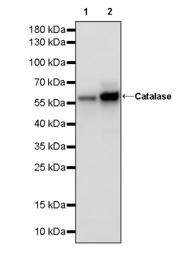 Catalase Rabbit Polyclonal Antibody