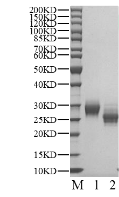 AXL Protein, Human