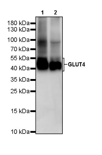 GLUT4 Recombinant Rabbit mAb (S-584-50)