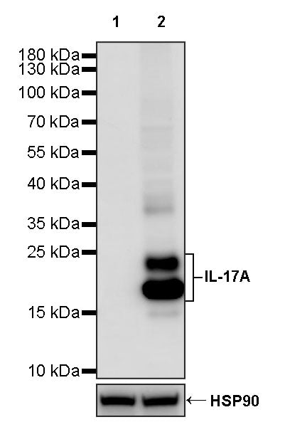 IL-17A Recombinant Rabbit mAb (S-3055-61)