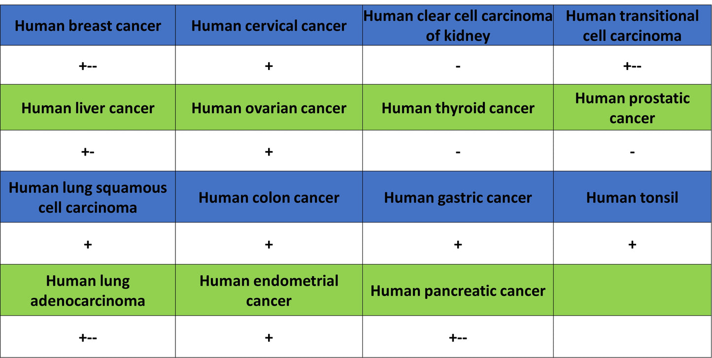 HEG1 Recombinant Rabbit mAb (S-4419-64)