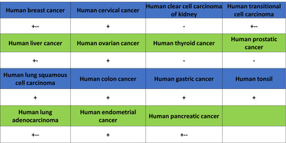 HEG1 Recombinant Rabbit mAb (S-4419-64)