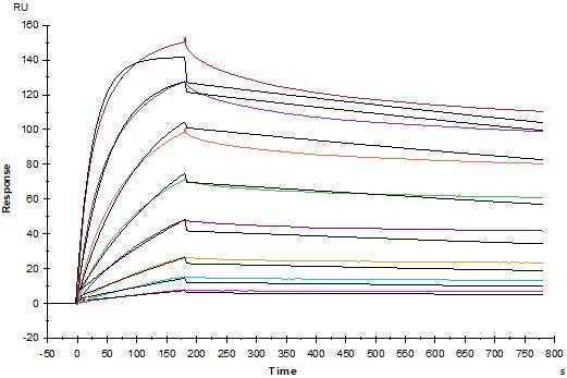 Invivo anti-mouse CTLA-4 (CD152) mAb