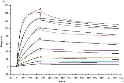 Invivo anti-mouse CTLA-4 (CD152) mAb