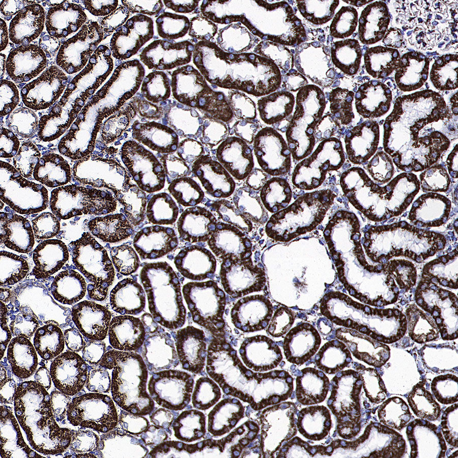 GLUD1 Mouse mAb