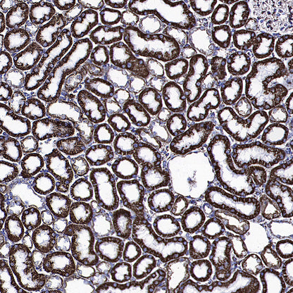 GLUD1 Mouse mAb