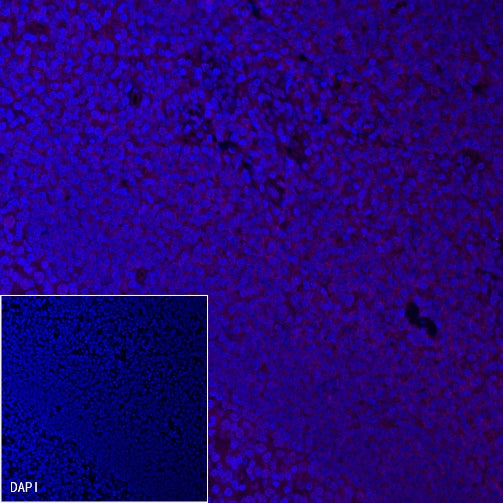 CD99 Recombinant Rabbit mAb (Alexa Fluor® 647 Conjugate) (S-R122)