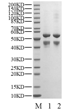 CDK2/Cyclin O Protein, Human