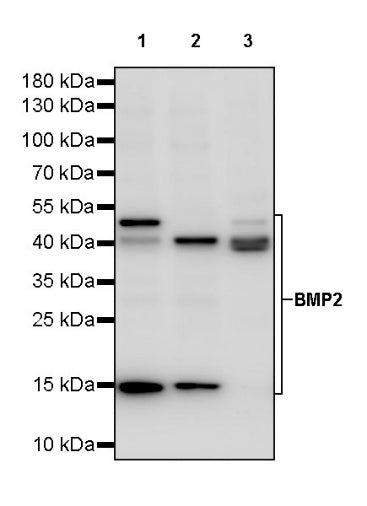 BMP2 Recombinant Rabbit mAb (S-2312-45)
