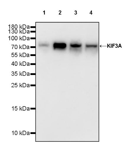 KIF3A Recombinant Rabbit mAb (S-1083-9)