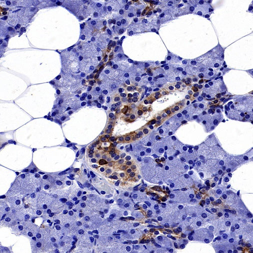 TLR4 Recombinant Mouse mAb (SDT-3305)