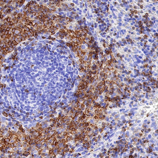 S-RMab® CD79B Recombinant Rabbit mAb (SDT-R513)