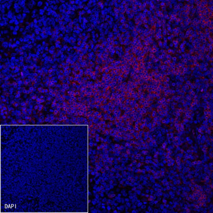 CD3 epsilon Recombinant Rabbit mAb (Alexa Fluor® 594 Conjugate) (S-241-49)